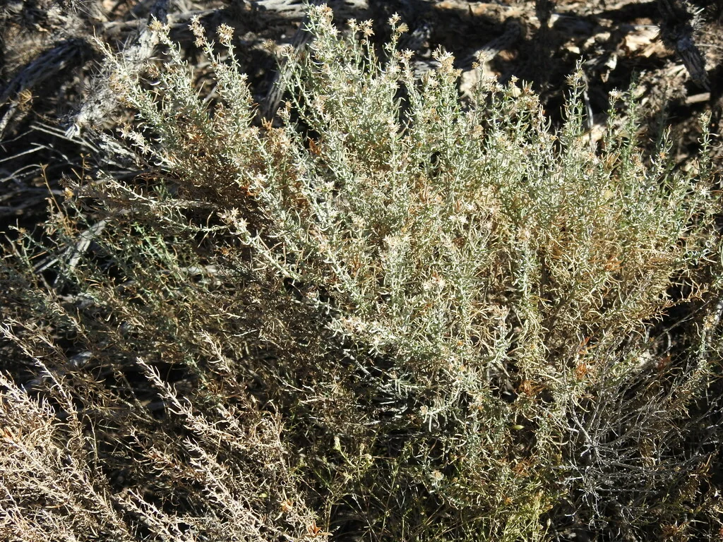 Ericameria Laricifolia