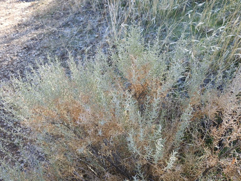 Ericameria Laricifolia