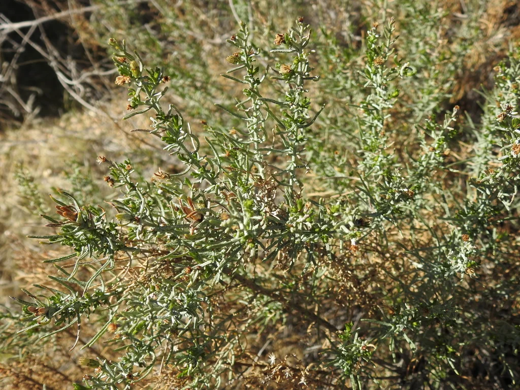 Ericameria Laricifolia