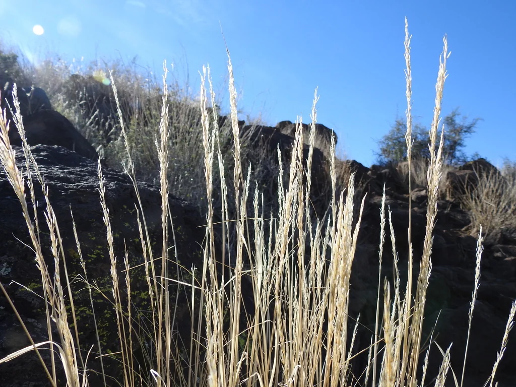 Stipa speciosa