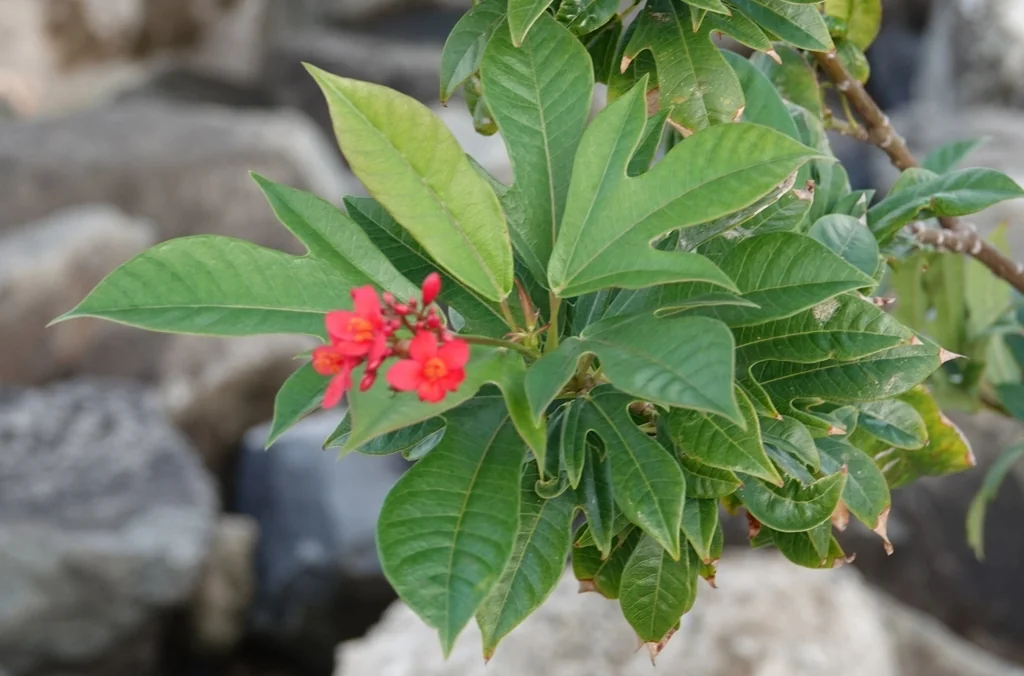 Jatropha Integerrima
