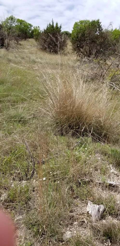 Muhlenbergia Lindheimeri