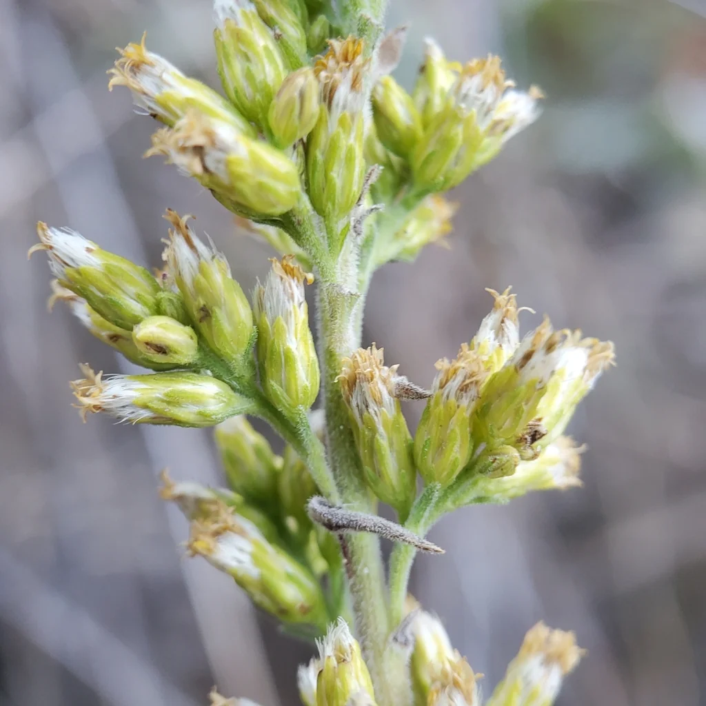 Solidago Californica