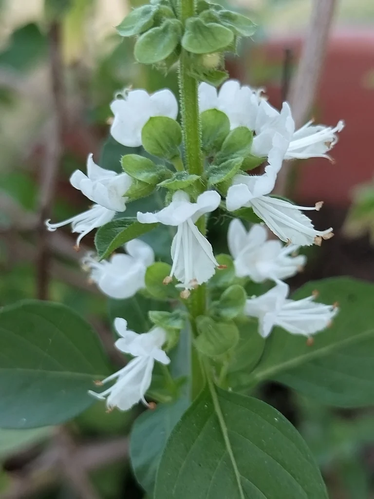 Ocimum basilicum