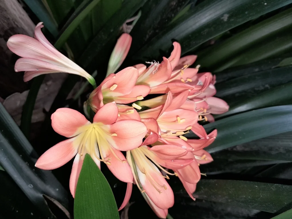 Clivia Miniata
