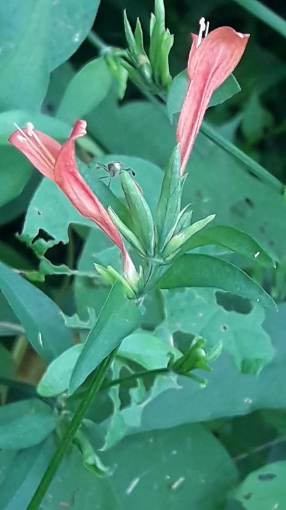 Dicliptera Suberecta