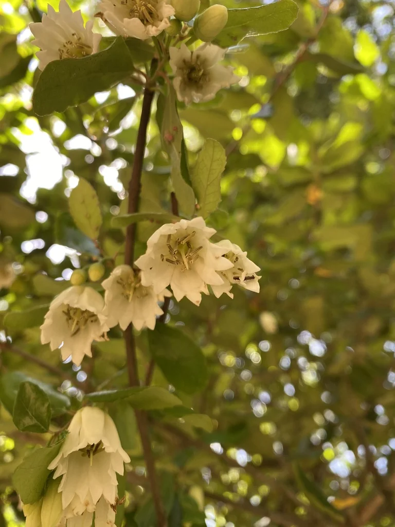 Crinodendron Patagua
