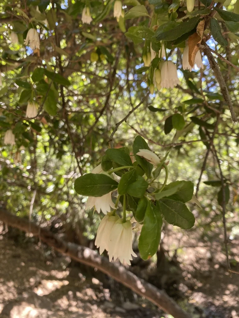 Crinodendron Patagua