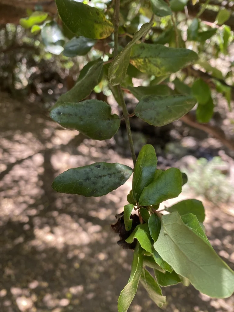 Crinodendron Patagua