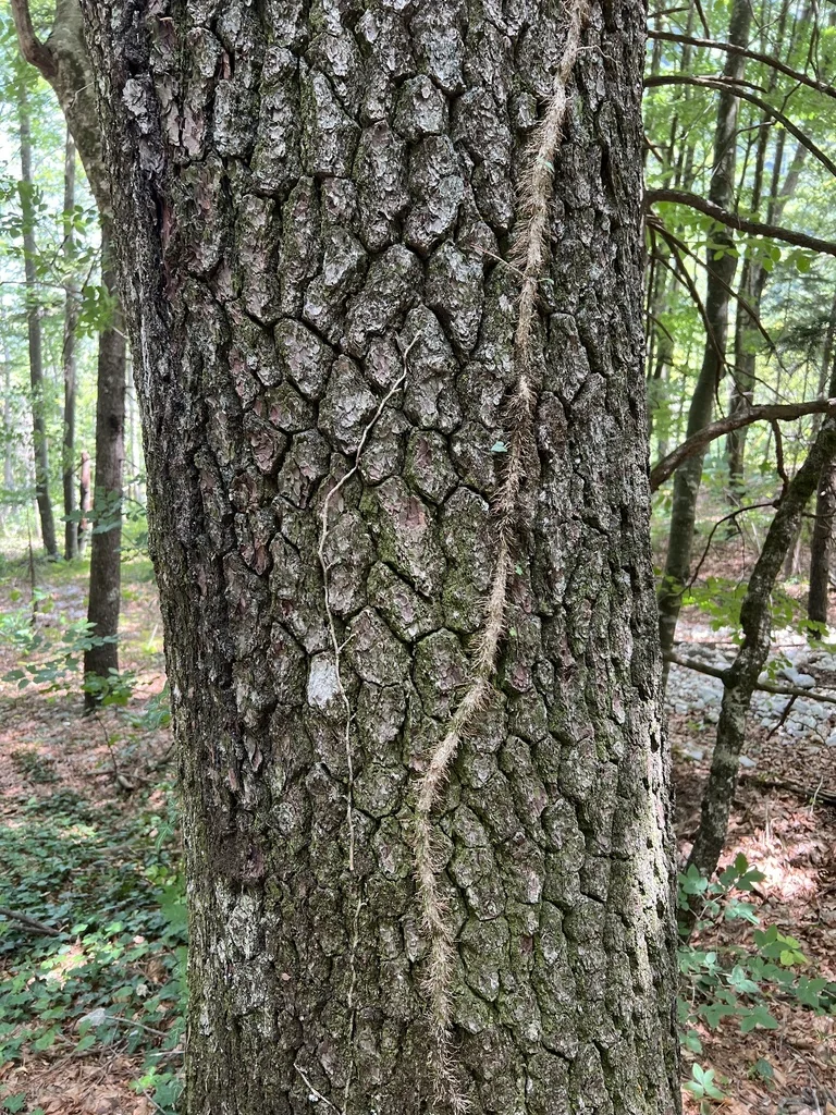 Pinus Heldreichii