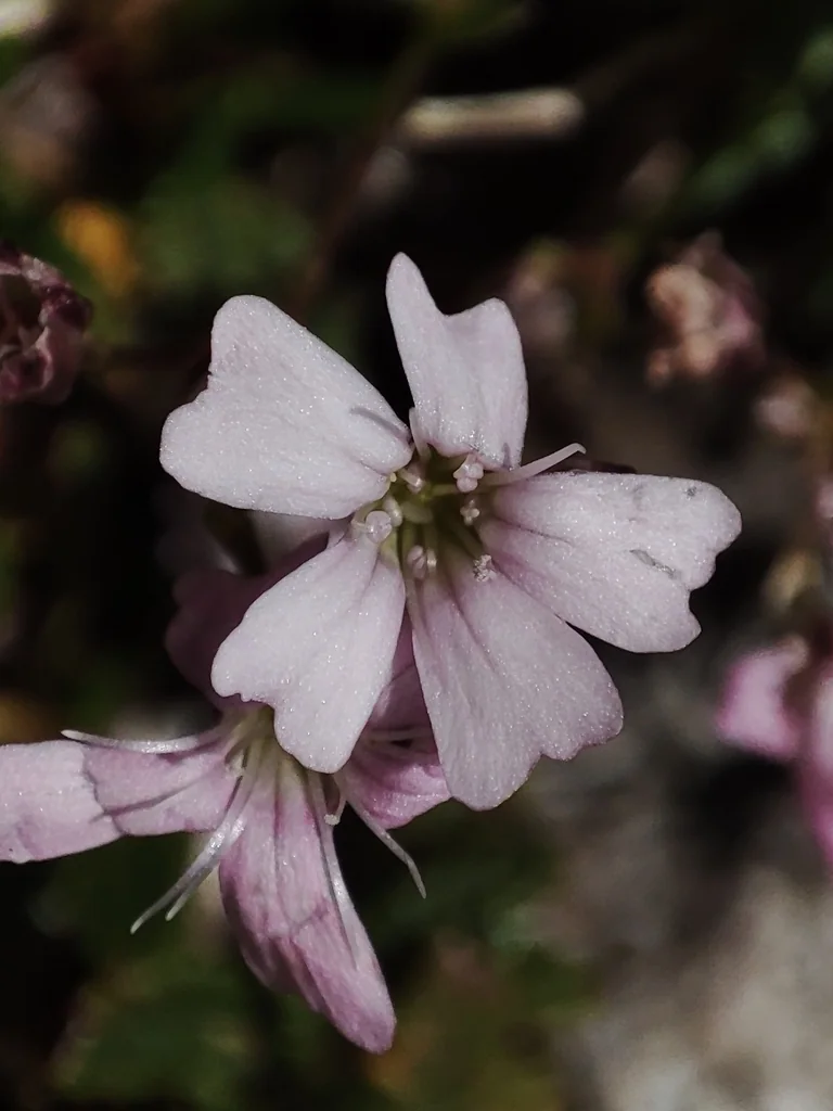 Gypsophila Repens