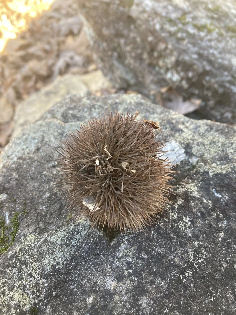 Castanea Mollissima