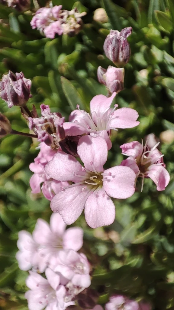 Gypsophila Repens