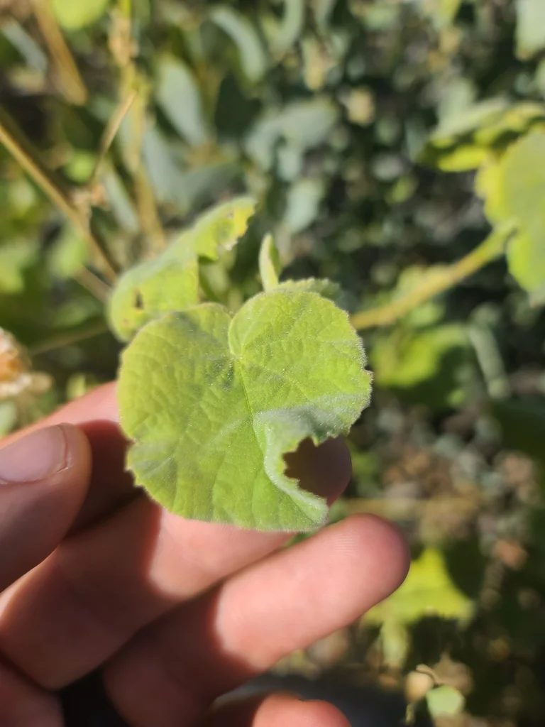 Abutilon Palmeri