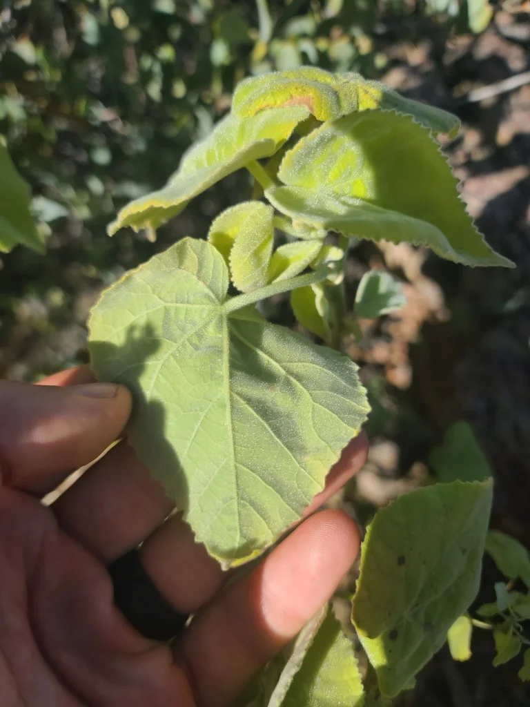 Abutilon Palmeri
