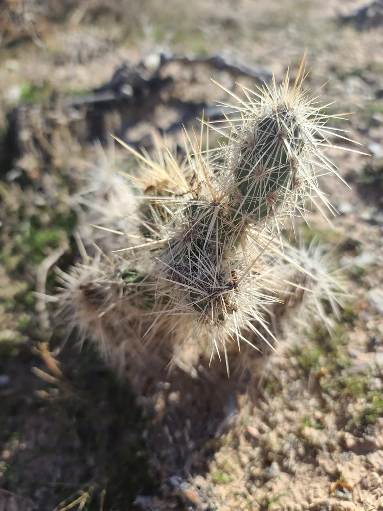 Grusonia Kunzei