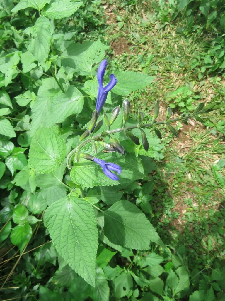 Salvia Guaranitica