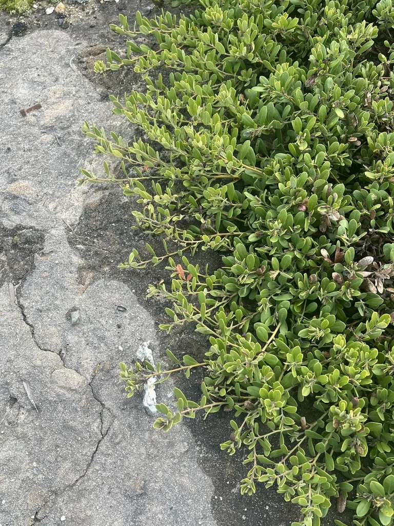 Arctostaphylos Pumila