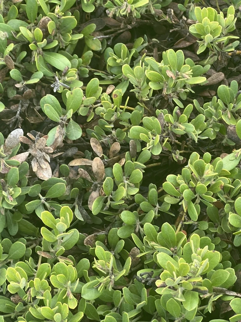 Arctostaphylos Pumila