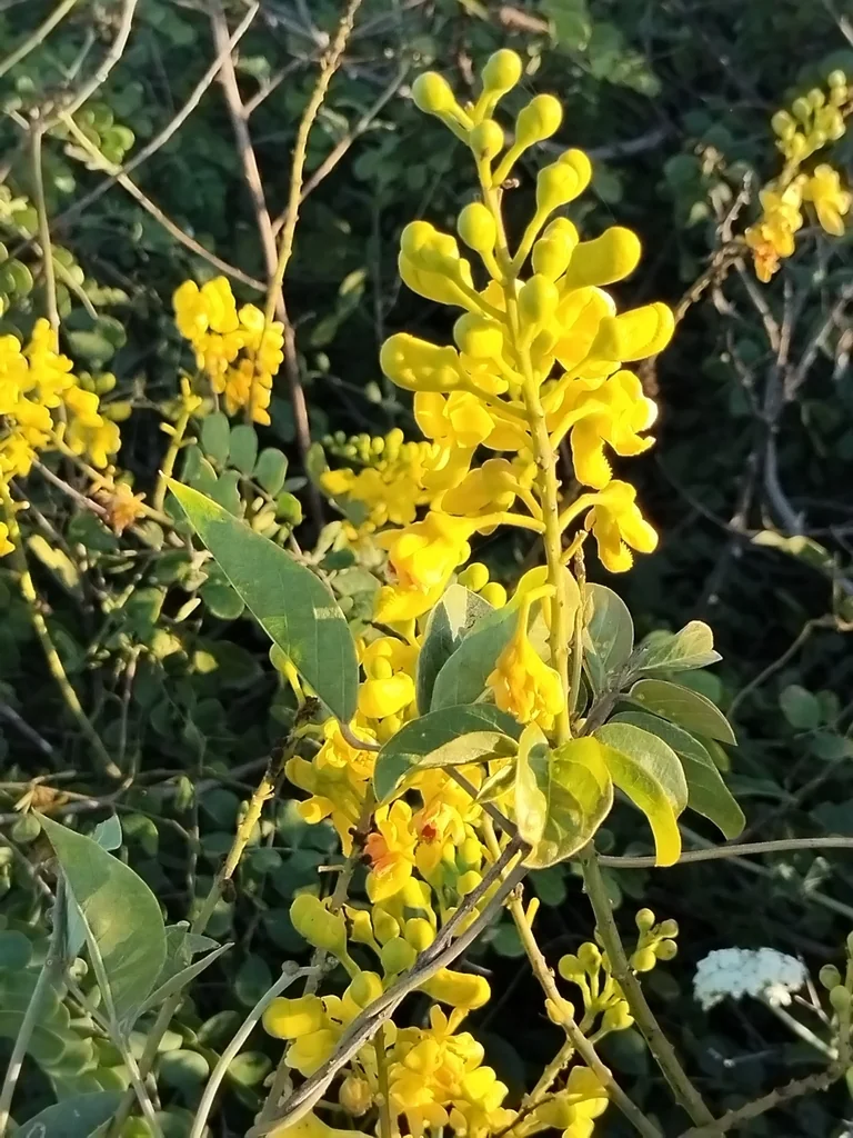 Caesalpinia Cacalaco