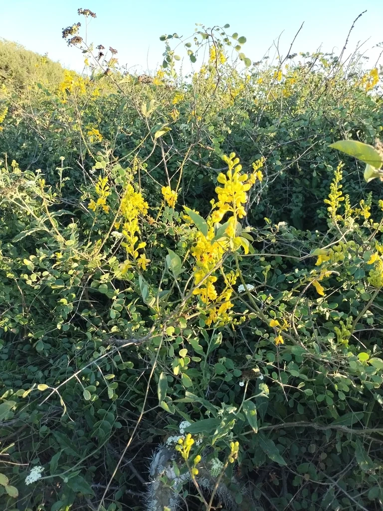 Caesalpinia Cacalaco