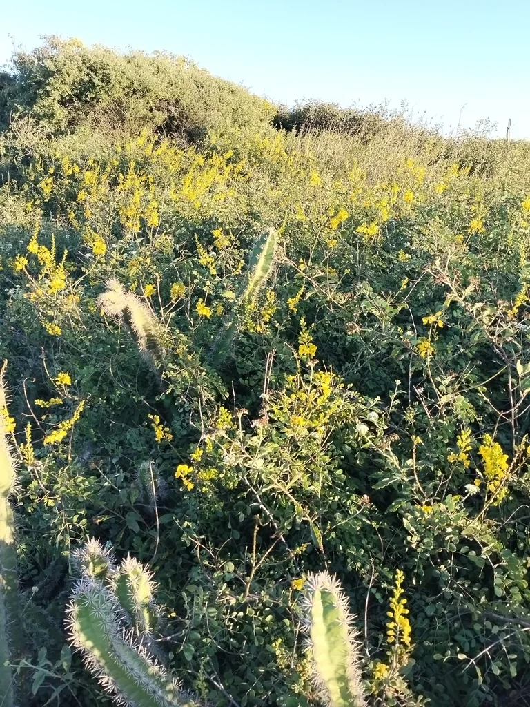 Caesalpinia Cacalaco