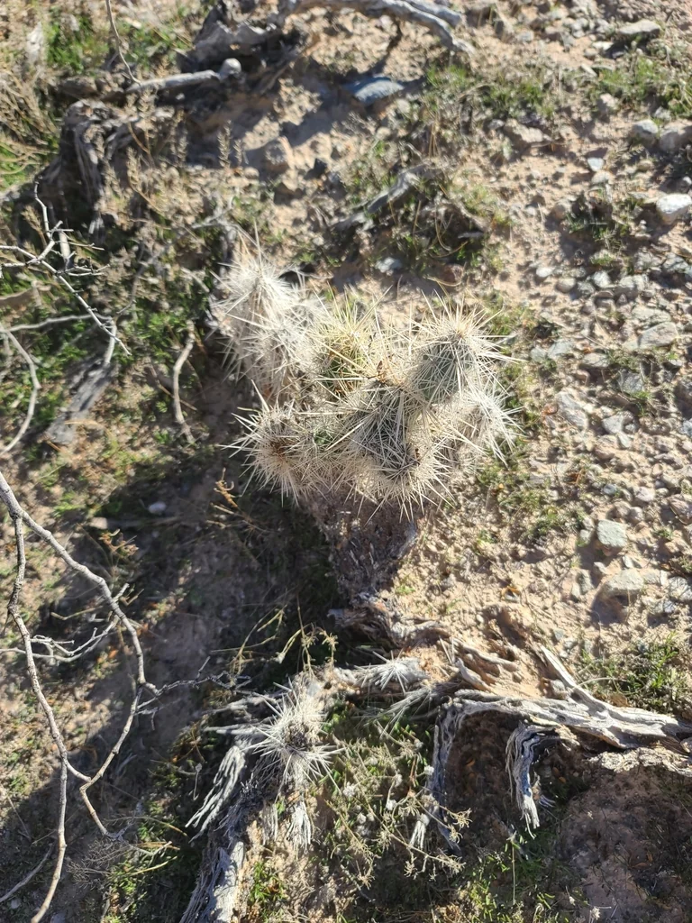 Grusonia Kunzei