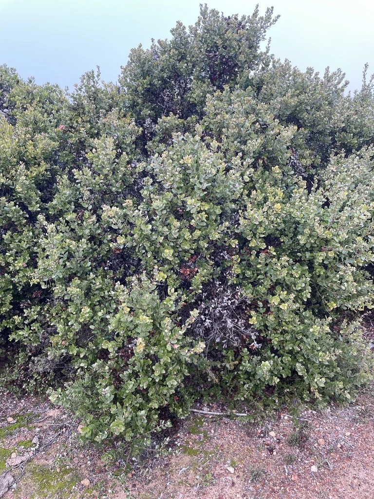 Arctostaphylos Tomentosa