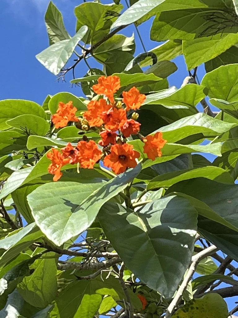 Cordia Sebestena