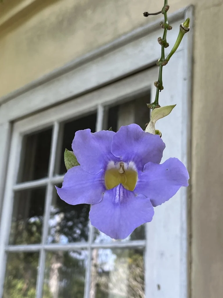 Thunbergia Grandiflora