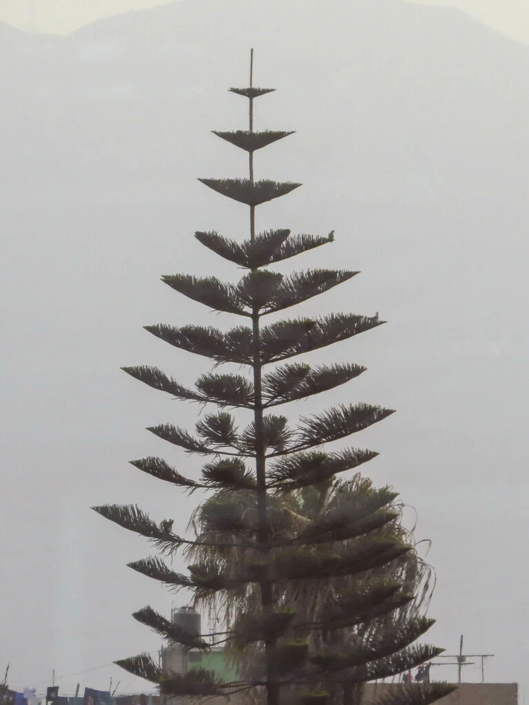 Araucaria Heterophylla