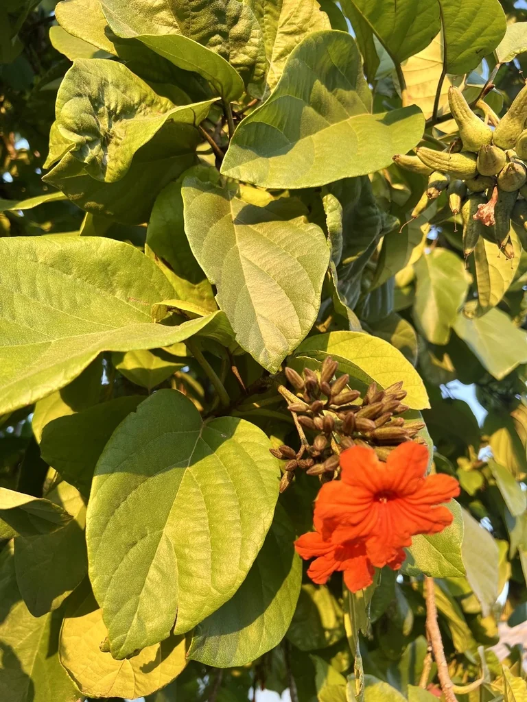 Cordia Sebestena