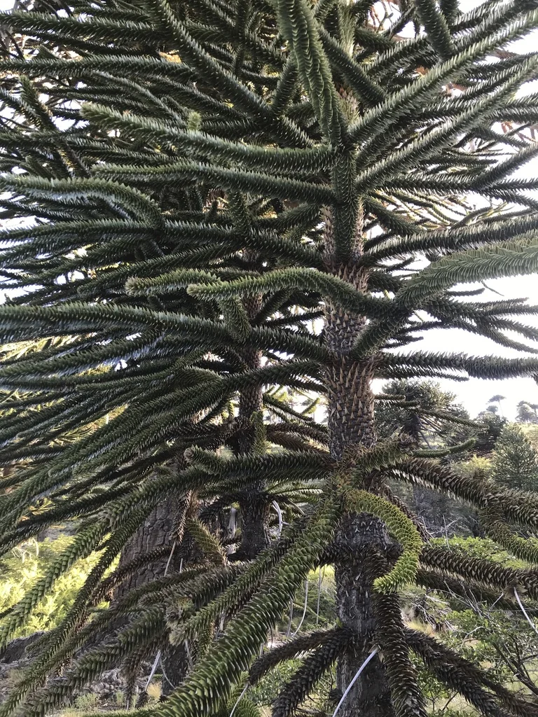 Araucaria Araucana