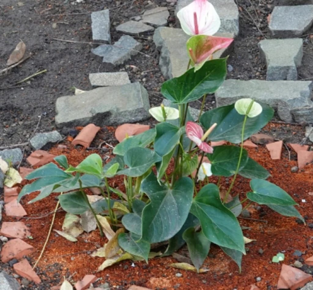 Anthurium Andraeanum