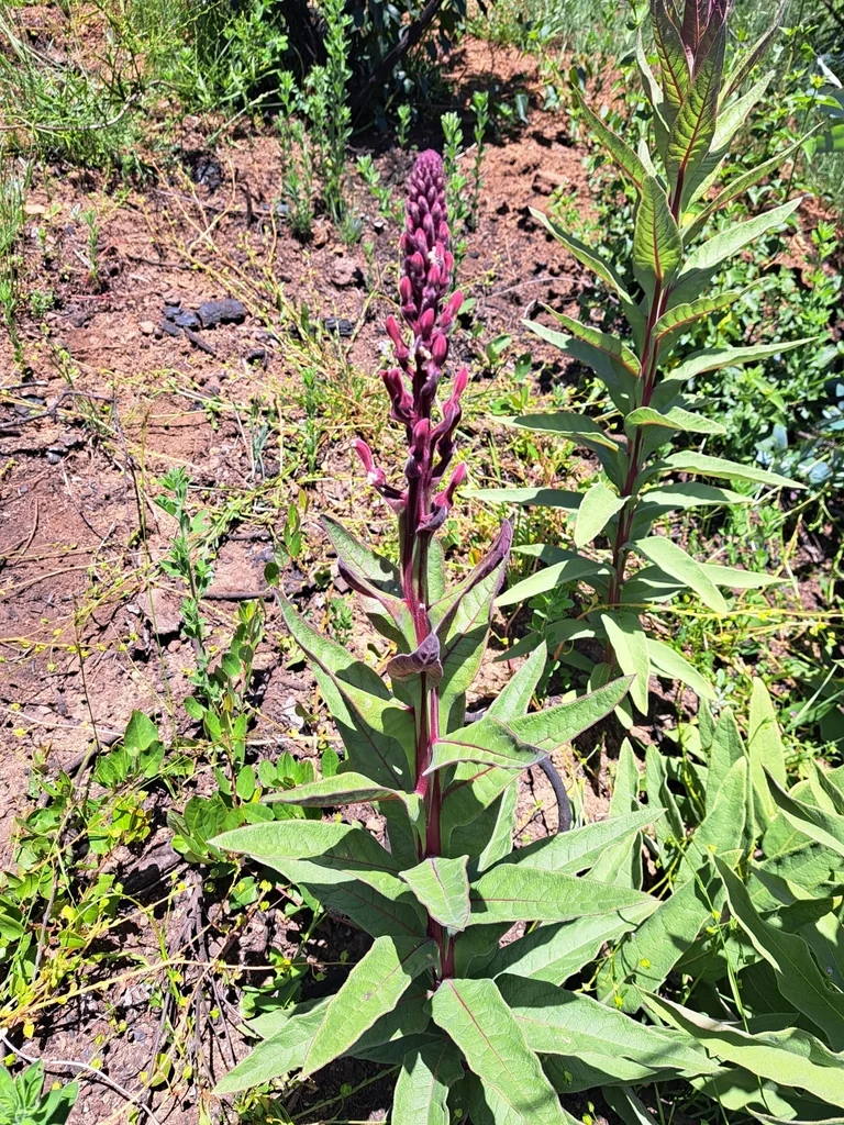 Lobelia Tupa
