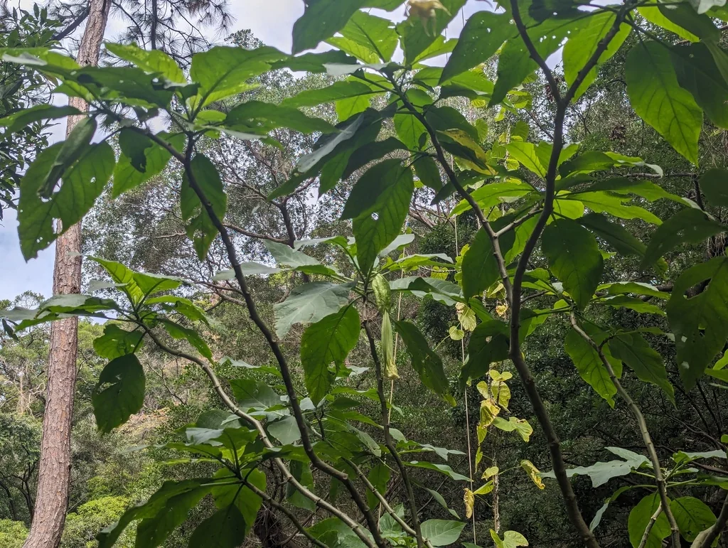 Brugmansia Suaveolens