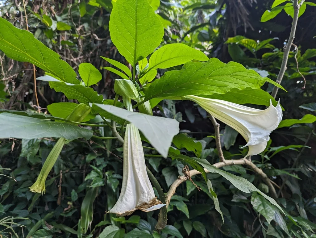 Brugmansia Suaveolens