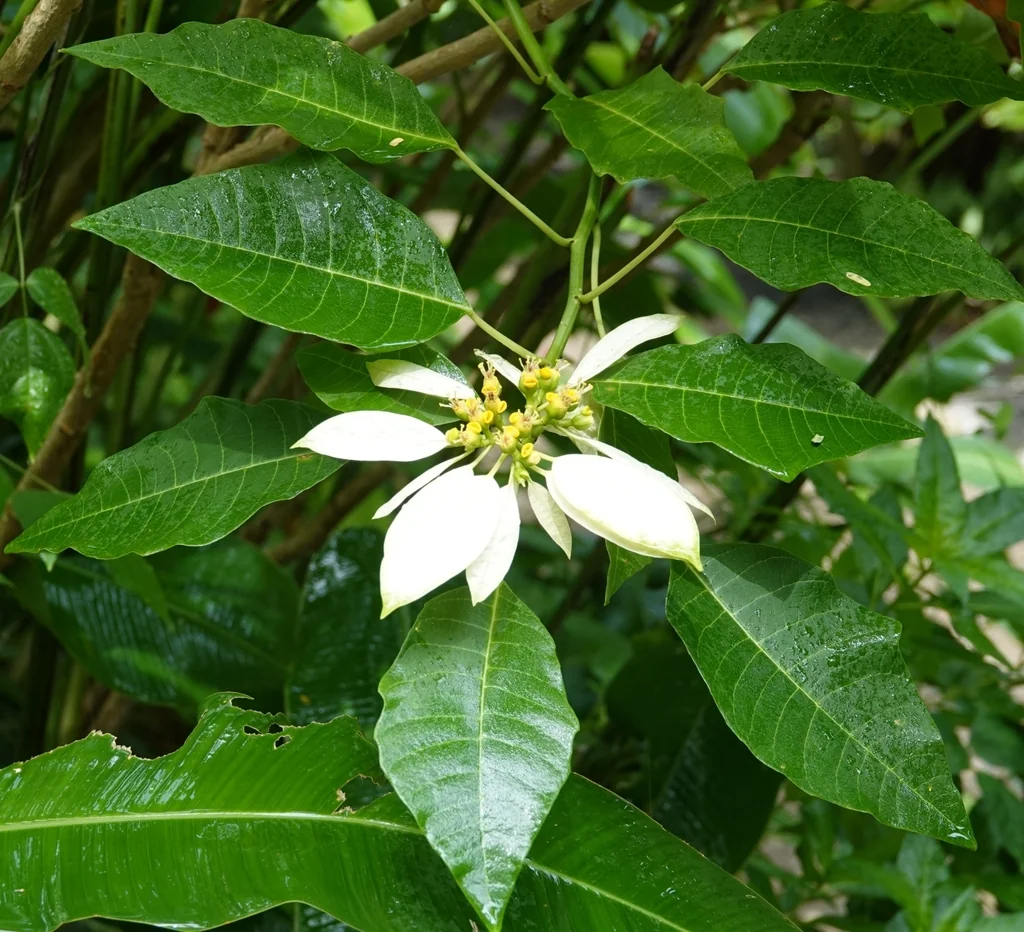 Euphorbia Pulcherrima