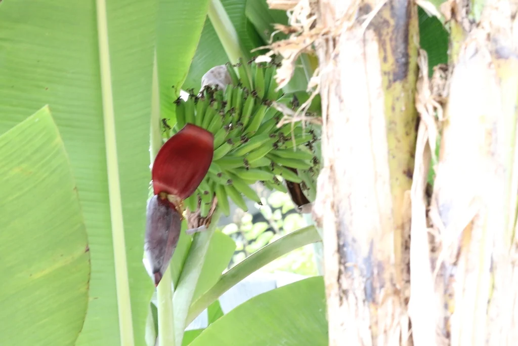 Musa X Paradisiaca