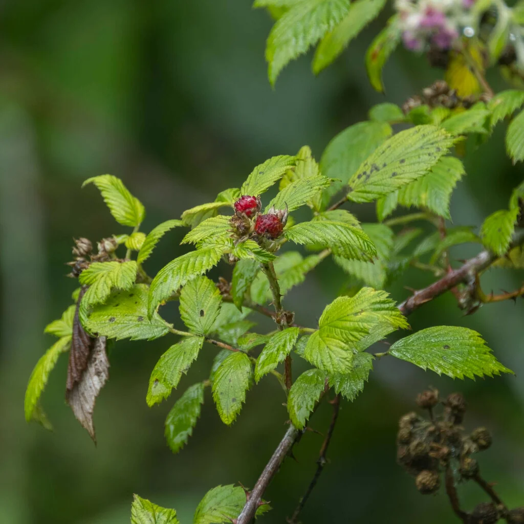 Rubus Niveus