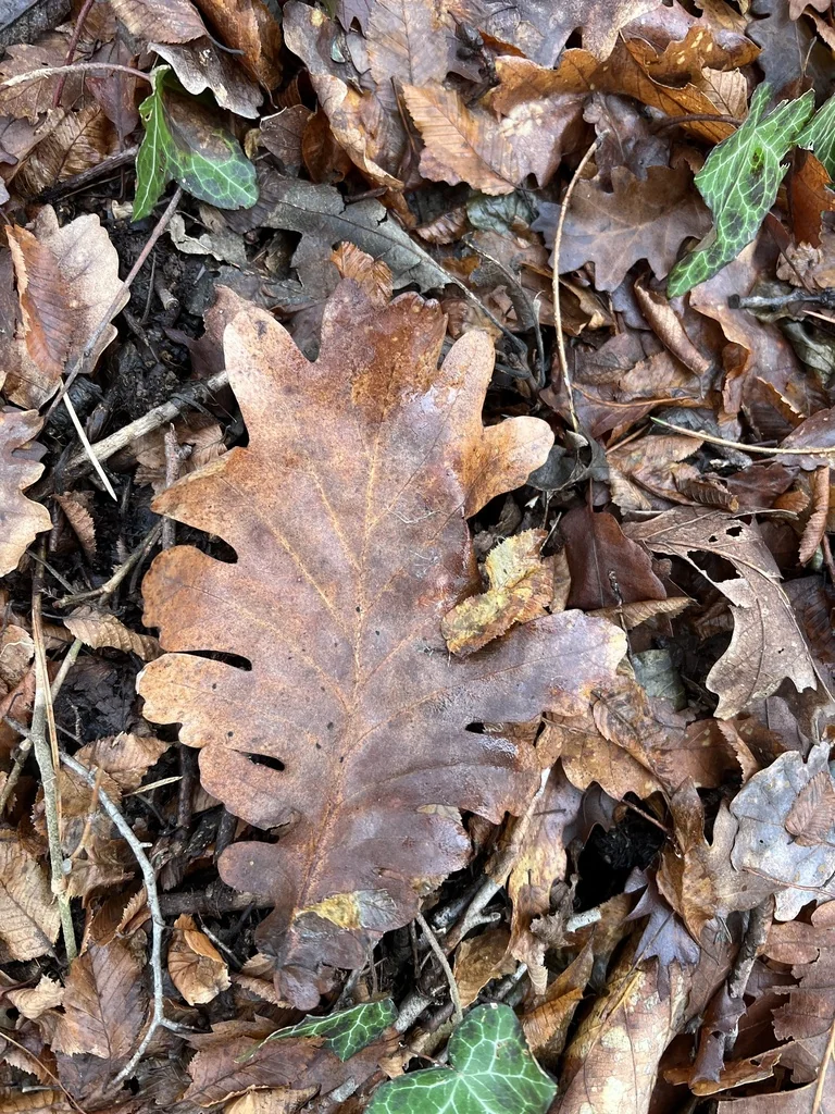 Quercus Frainetto
