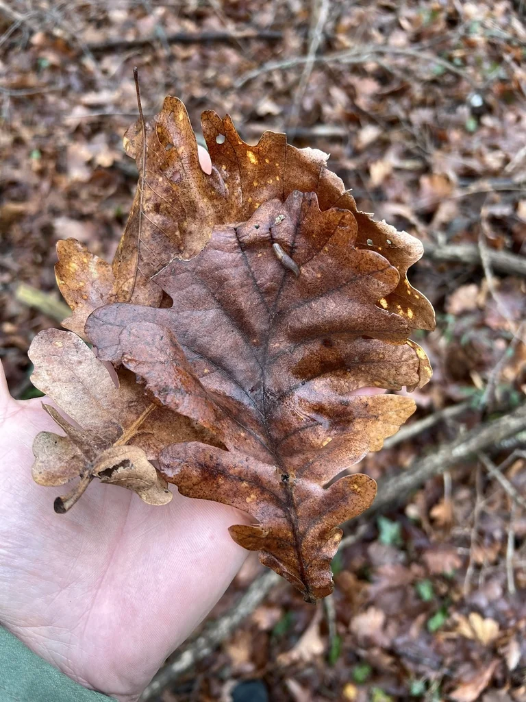 Quercus Frainetto