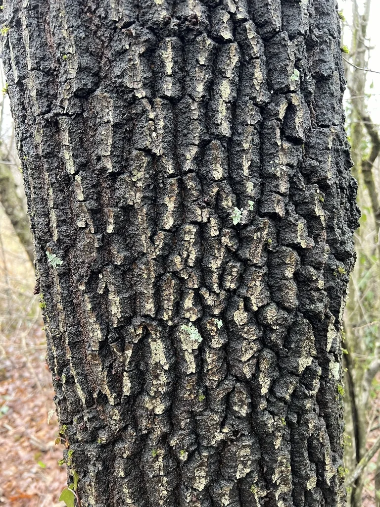 Quercus Frainetto