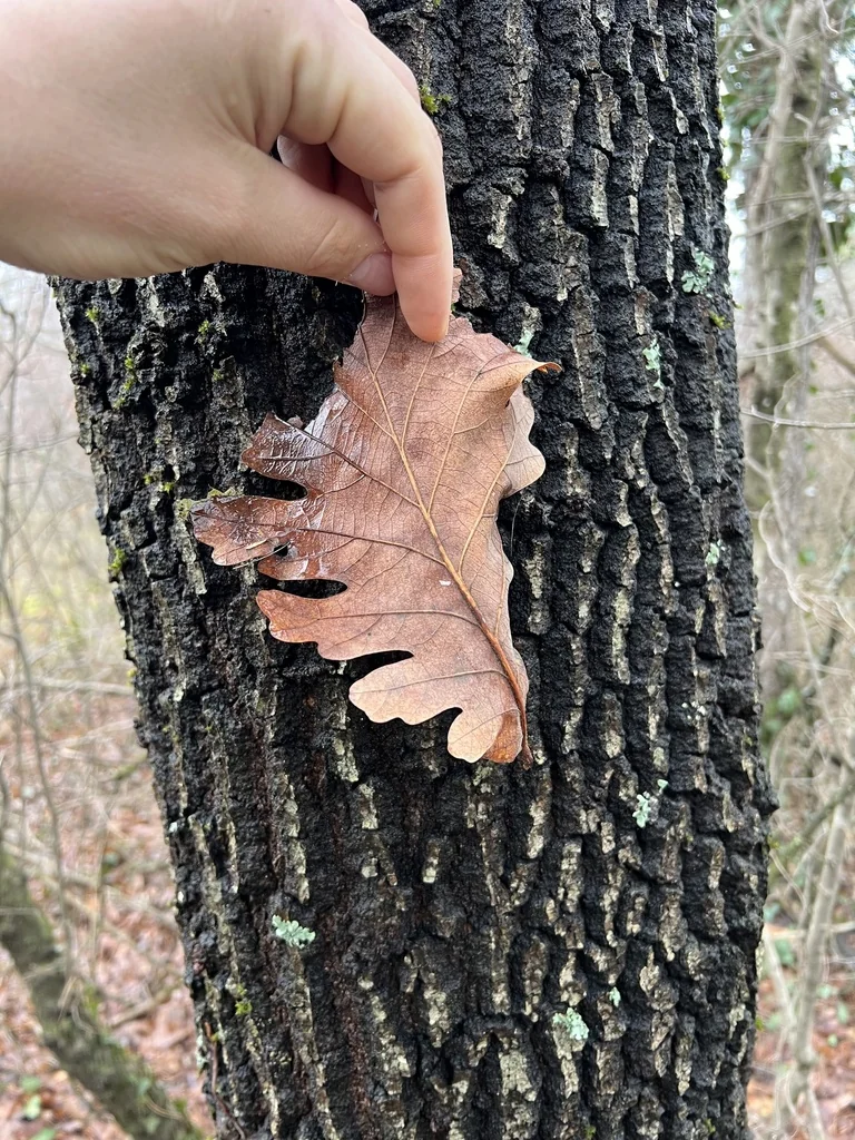 Quercus Frainetto
