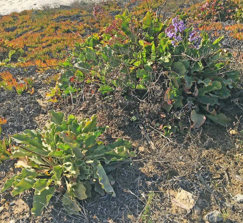 Limonium Perezii