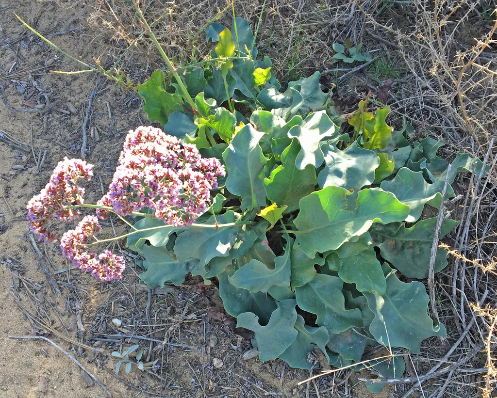 Limonium Perezii