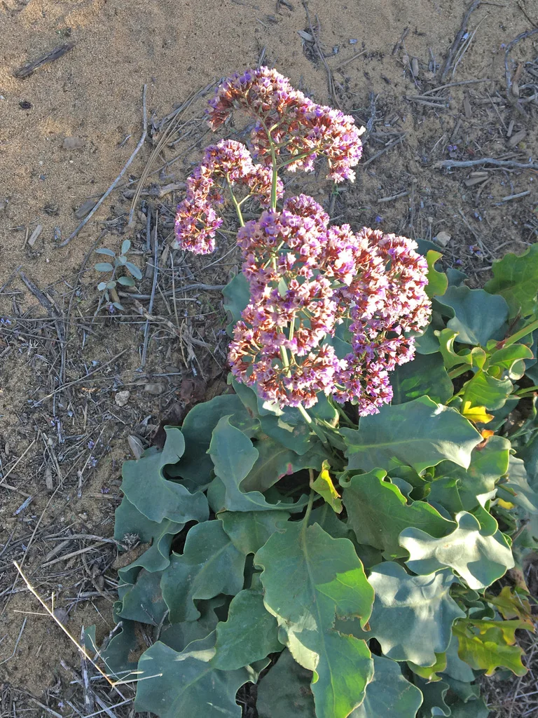 Limonium Perezii