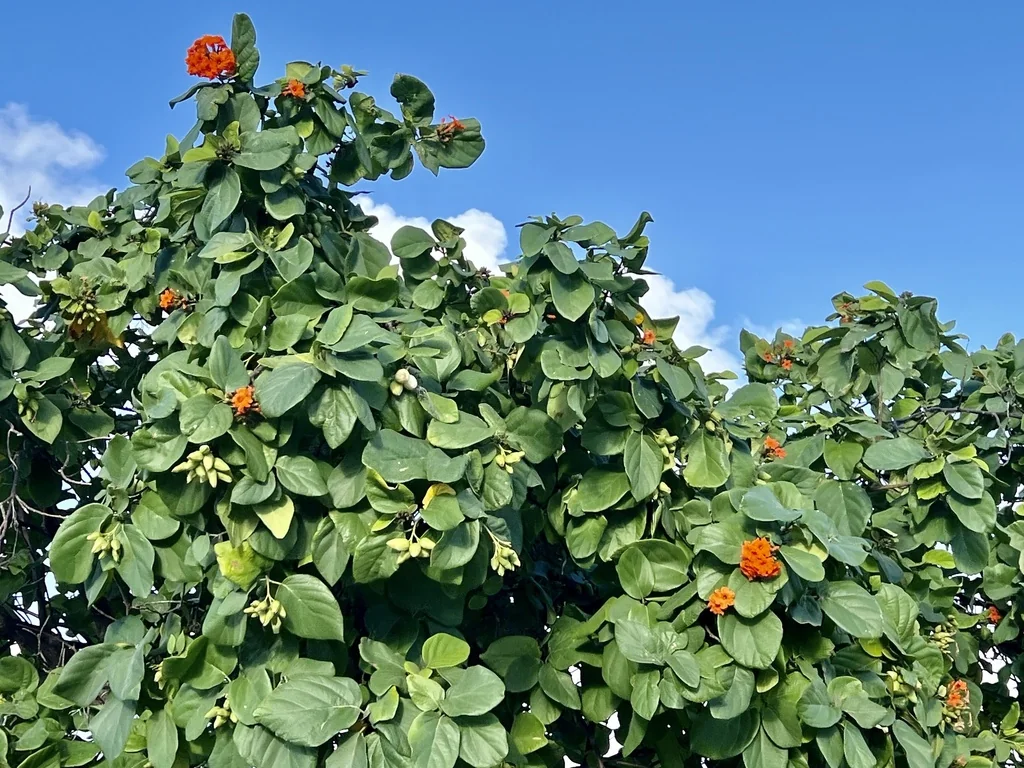 Cordia Sebestena