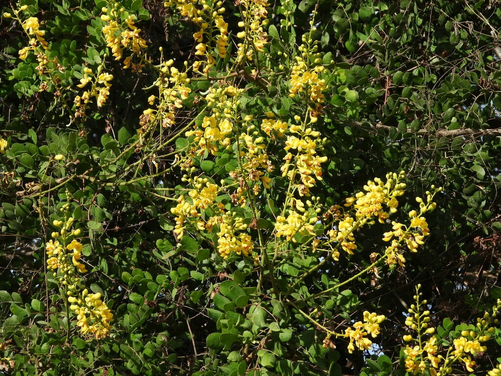 Caesalpinia Cacalaco