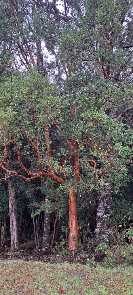 Luma Apiculata